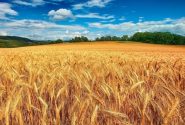 خرید تضمینی بیش از ۵۴ هزار تن گندم در مازندران