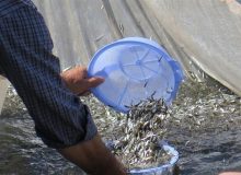 رهاسازی ۸۵ میلیون بچه ماهی استخوانی در رودخانه‌های مازندران