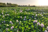 هجوم مهاجم آمازونی تهدید جدی برای آبندان های مازندران