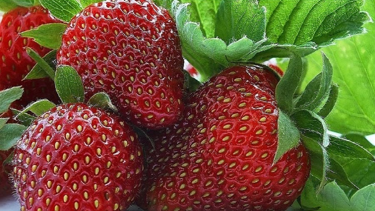 بابلسر قطب تولید نوبرانه‌های سرخ