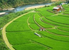 آبیاری تناوبی ۸۰۰۰ هکتار از شالیزارهای نور