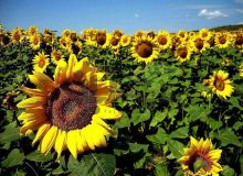 کشت آفتابگردان در ۷۰ هکتار از اراضی بهشهر