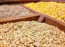 ۴۰۰ تن نهاده دامی در میاندورود توزیع شد