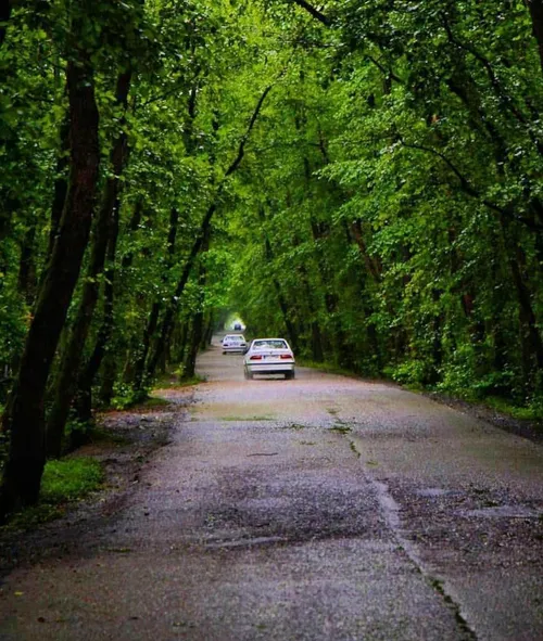پارک‌های جنگلی مازندران میزبان هموطنان در جنگ تحمیلی ۱۲ روزه