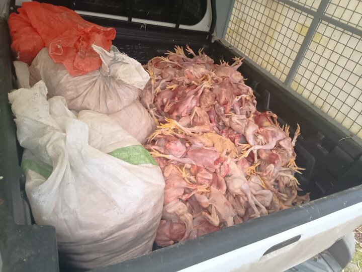 انهدام باند توزیع مرغهای تلفشده در بابل