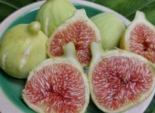 آیین شکرانه انجیر گلوگاه به عنوان مرغوب‌ترین انجیر ایران