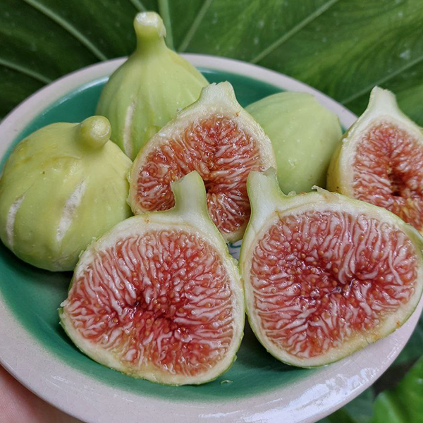 آیین شکرانه انجیر گلوگاه به عنوان مرغوب‌ترین انجیر ایران