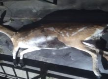 تلف شدن یک رأس گوزن زرد در پناهگاه حیات‌ وحش دشت‌ ناز