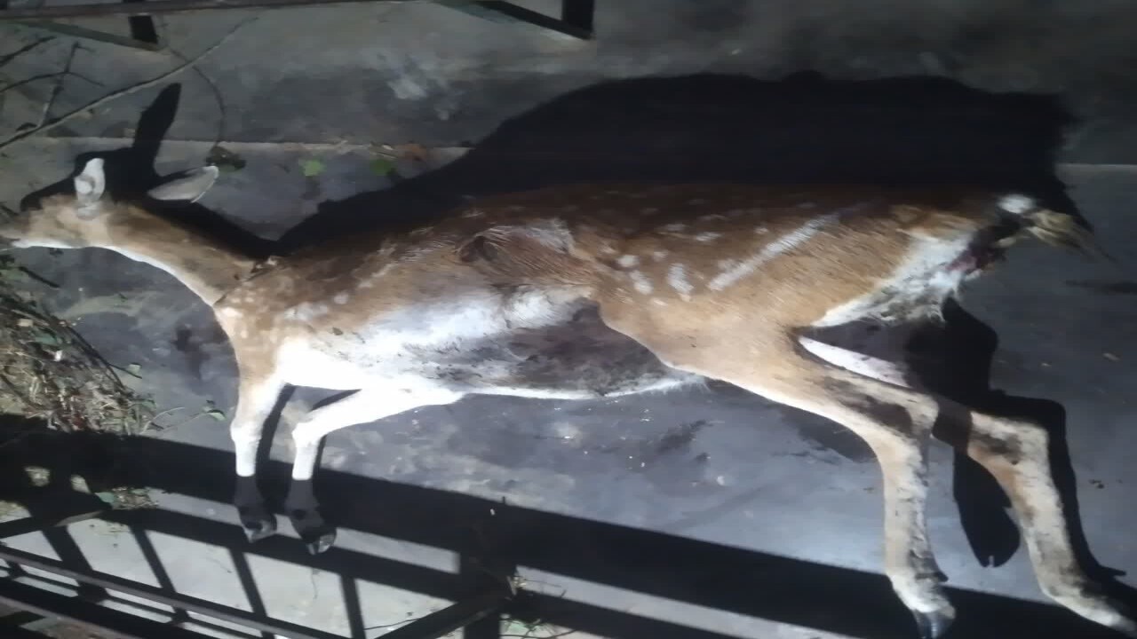 تلف شدن یک رأس گوزن زرد در پناهگاه حیات وحش دشت ناز