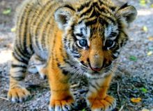 تولد یک توله ببر در باغ وحشی در بابلسر