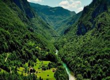 تهدید بیماری زغالی درختان در پناهگاه حیات وحش دشت ناز