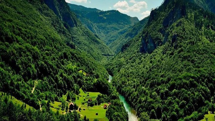 تهدید بیماری زغالی درختان در پناهگاه حیات وحش دشت ناز