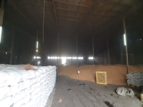 تأمین بذر گواهیشده خیال گندمکاران مازندرانی را آسوده کرد