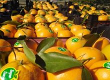 صادرات ۱۰‌هزار تن مرکبات مازندران به بازار‌های جهانی