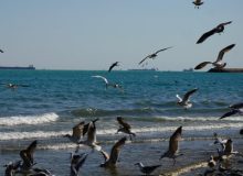 آوای کاکایی‌ها در سواحل مازندران؛ پرواز مهاجران سفیدبال