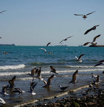 آوای کاکاییها در سواحل مازندران؛ پرواز مهاجران سفیدبال